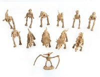 Maquette Dinosaure: Maquette squelette dinosaure
