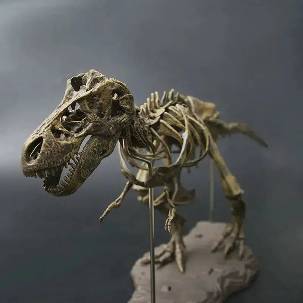 Maquette Dinosaure: Maquette squelette tyrannosaure