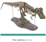 Maquette Dinosaure: Maquette squelette tyrannosaure