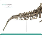 Maquette Dinosaure: Maquette squelette tyrannosaure